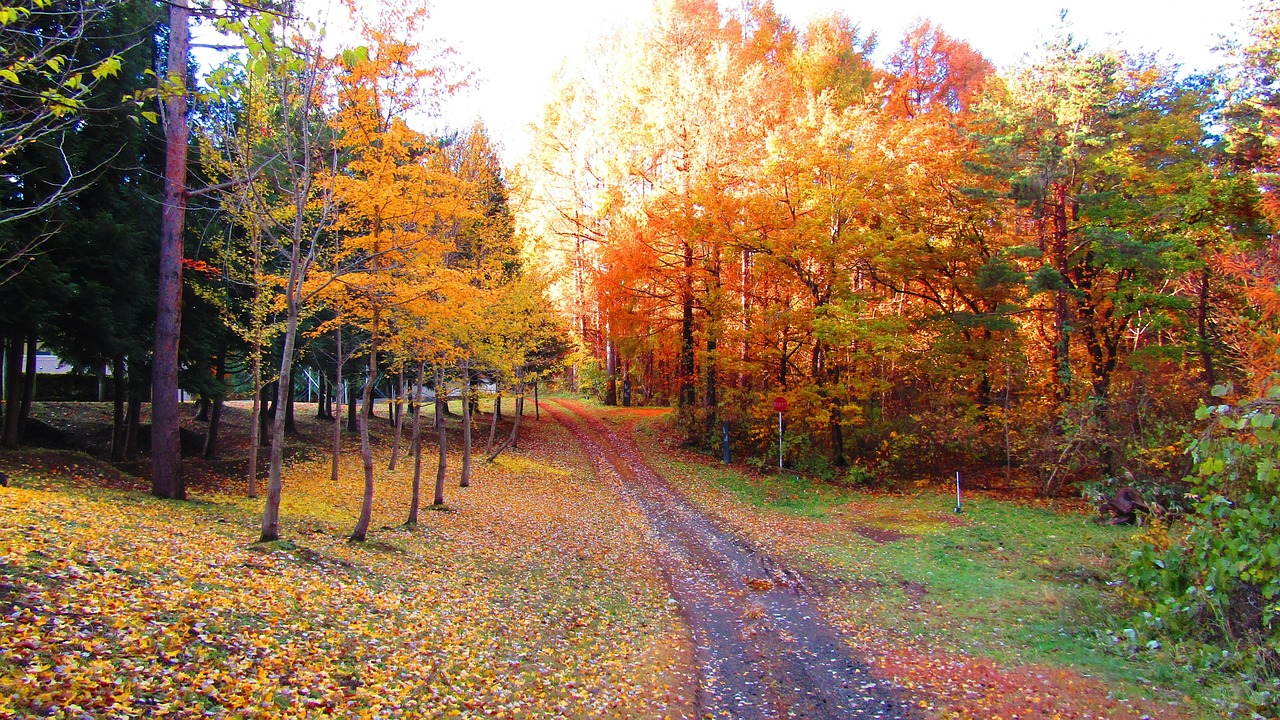 紅葉に彩られた秋の山道の風景